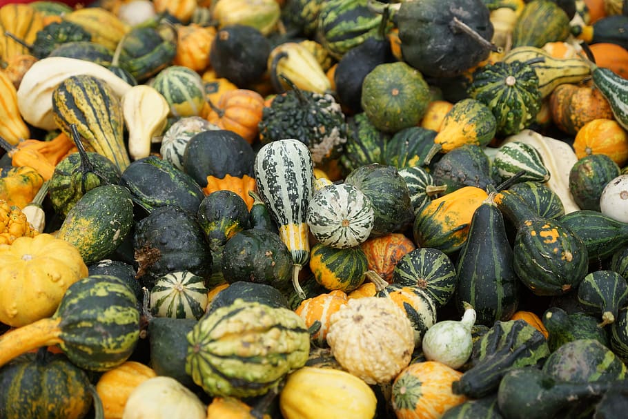green, pumpkin, decorative squashes, autumn, food and drink HD wallpaper