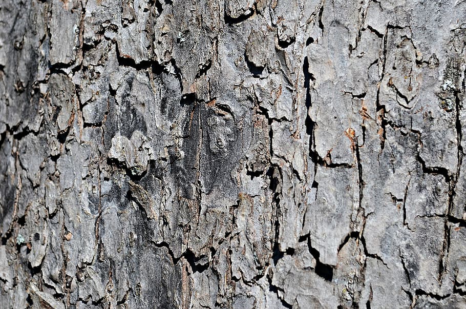 tree, the bark, trunk, texture, nature, forest, the structure of the HD wallpaper