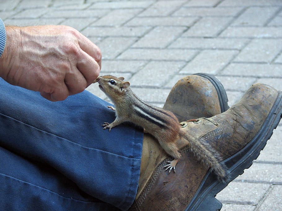 brown and black squirrel on human foot, chipmunk, chippy, rabbit HD wallpaper