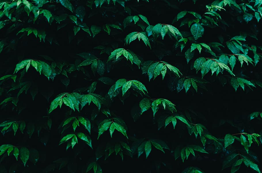green, leaf, plants, trees, nature, farm, garden, green color HD wallpaper