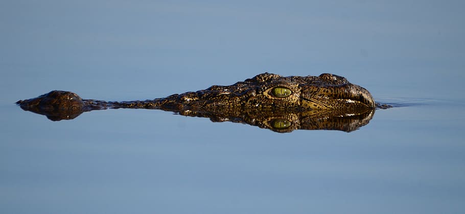 botswana, crocodile, mirroring, animal themes, reptile, one animal HD wallpaper