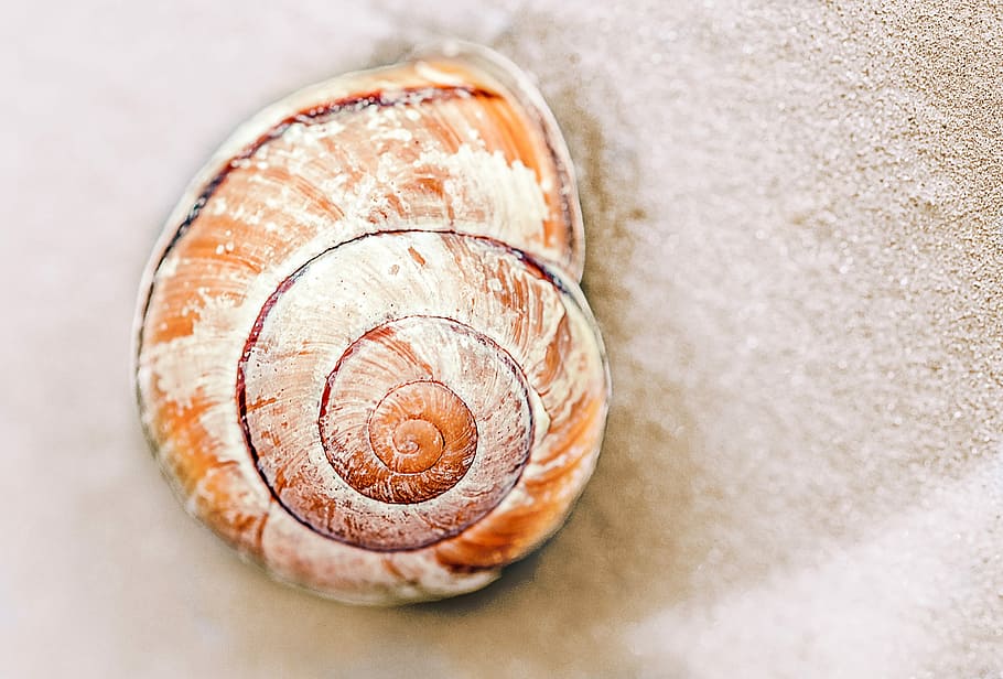close-up photo of brown and white shell on sand, beach, orange HD wallpaper