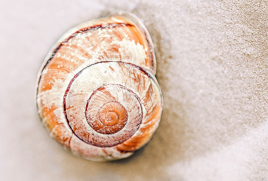 brown conch on sand, snail, snail shell, nature, animal Shell HD wallpaper