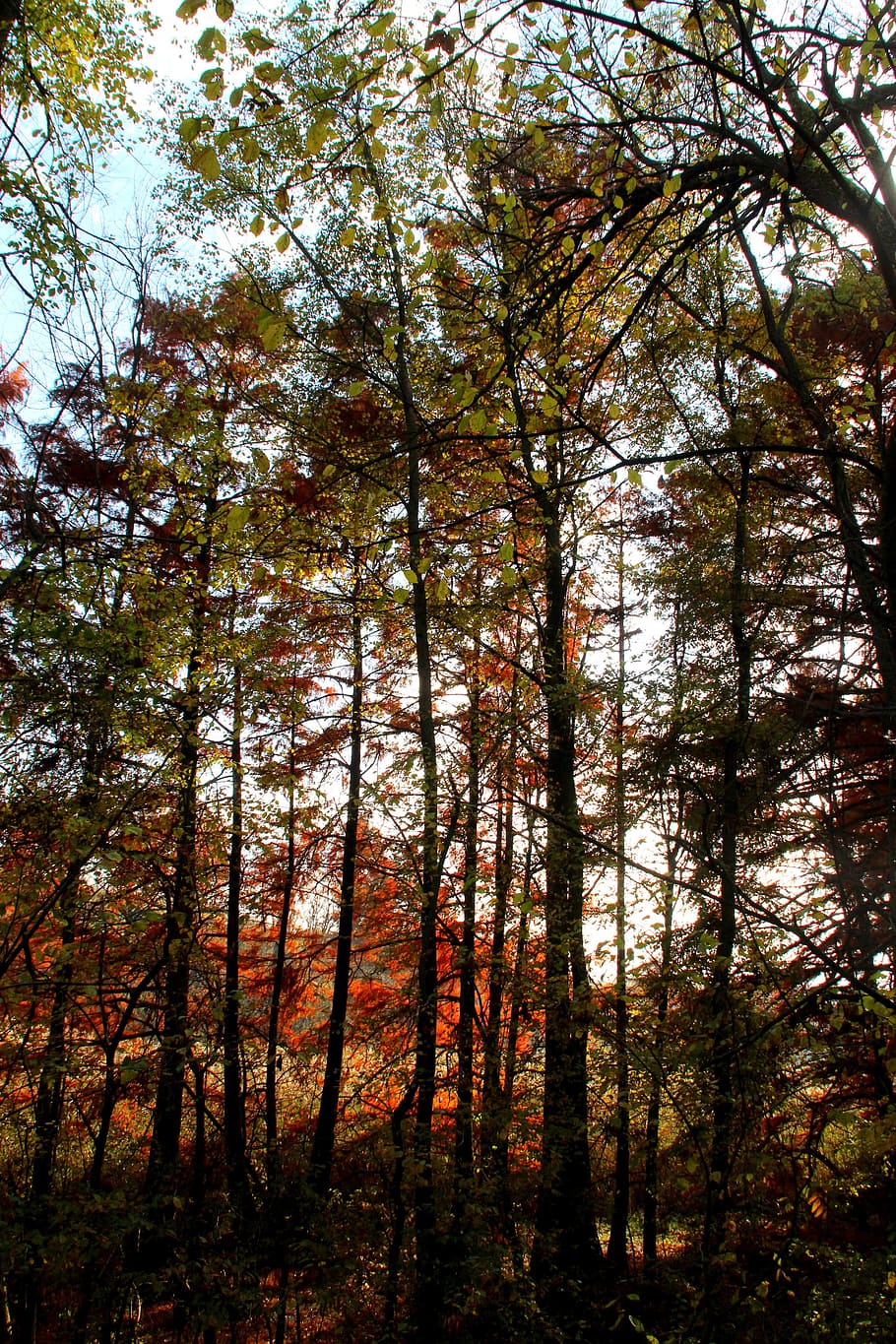 Forest, Trees, Beauty, autumn, red, landscape, vegetation, nature HD wallpaper