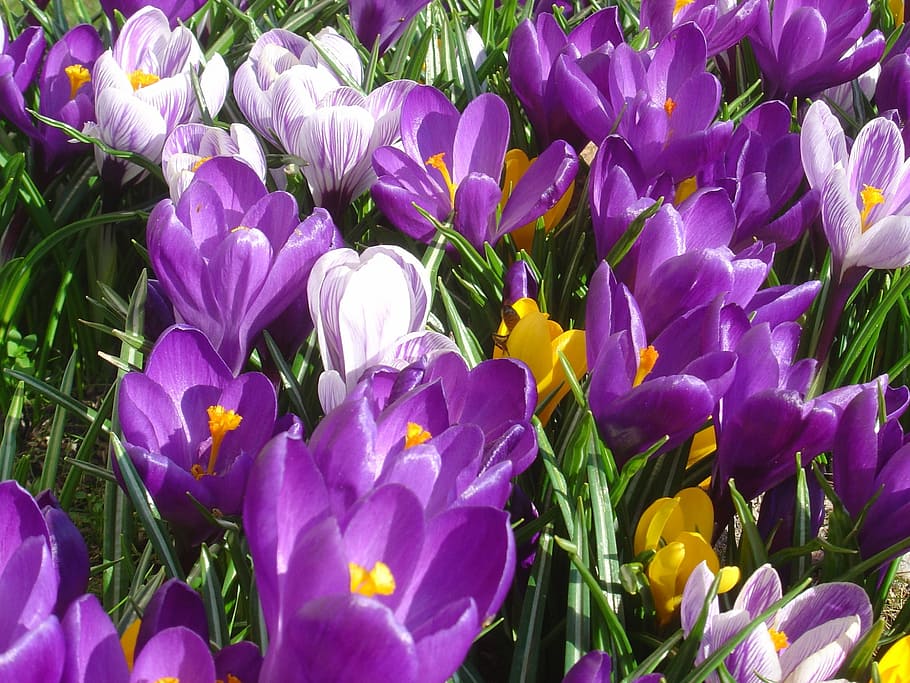 crocus, spring, our characters, lökväxt, flower, flowering plant HD wallpaper