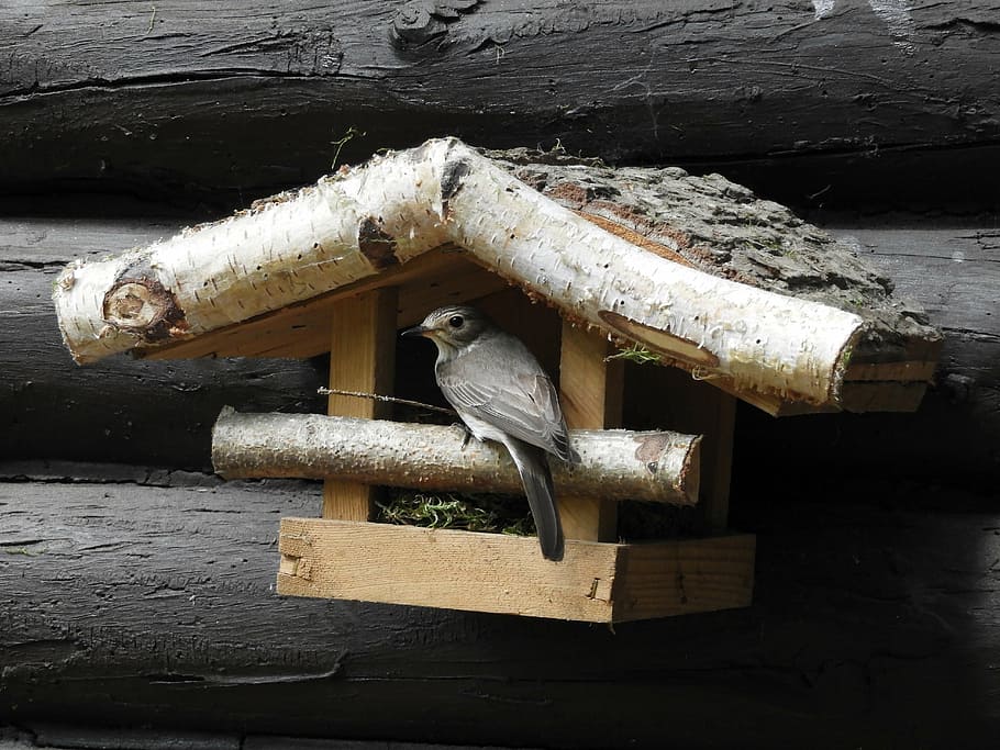 bird, bird feeder, nest, nesting help, nature, nesting place HD wallpaper
