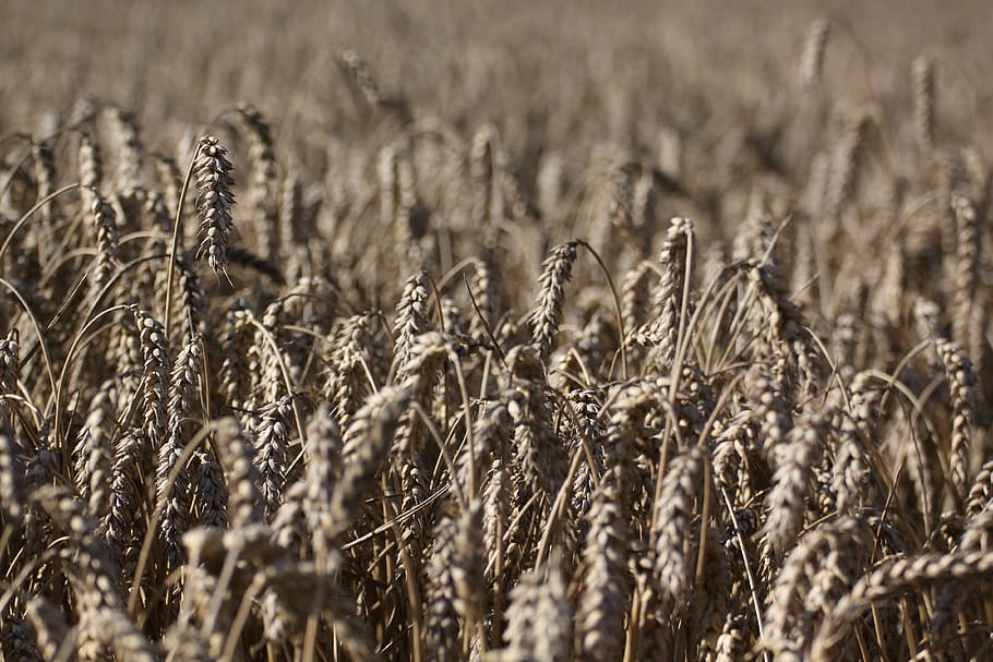 field, cereals, wheat, spike, ripe, wheat field, agriculture HD wallpaper