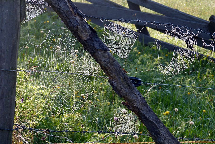 spider webs, tender, back light, dew, moist, nature, networks HD wallpaper