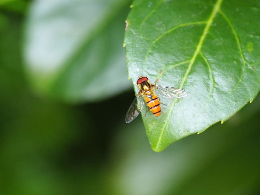 Insect, Leaf, Nature, Fauna, green, flora, one animal, animal themes HD wallpaper