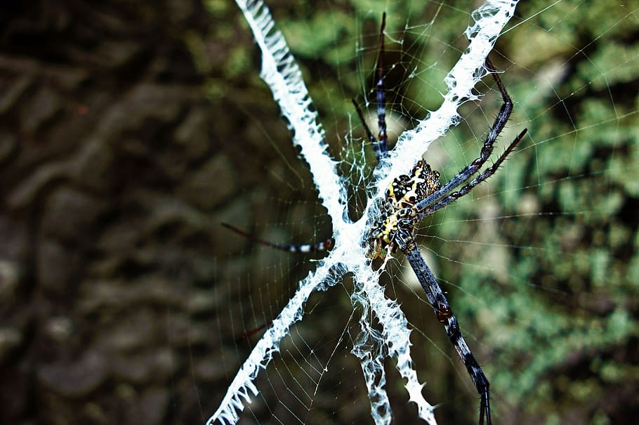 animal, spider, web, cobweb, arachnid, x, danger, creepy, pattern HD wallpaper
