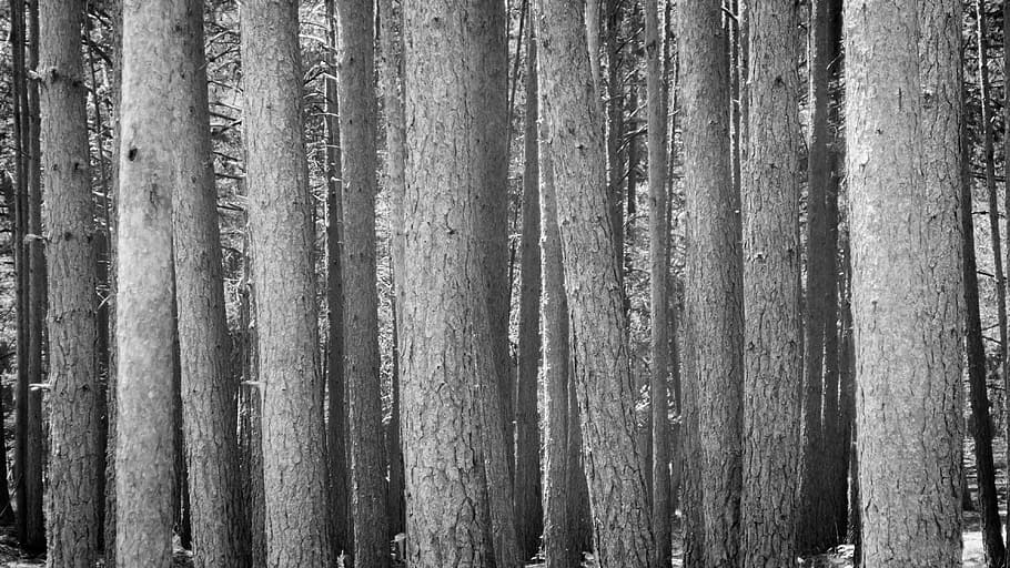 trees, forest, wood, together, full frame, backgrounds, no people HD wallpaper