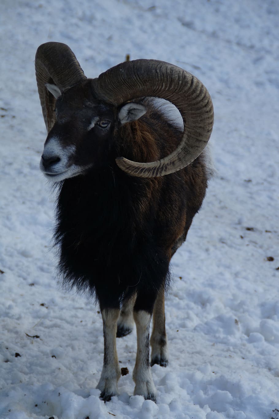 sheep, mouflon, winter, snow, winter fur, wintry, cold, white HD wallpaper