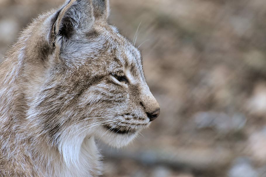 beige lioness in focus photography at daytime, lynx, wild animal, HD wallpaper