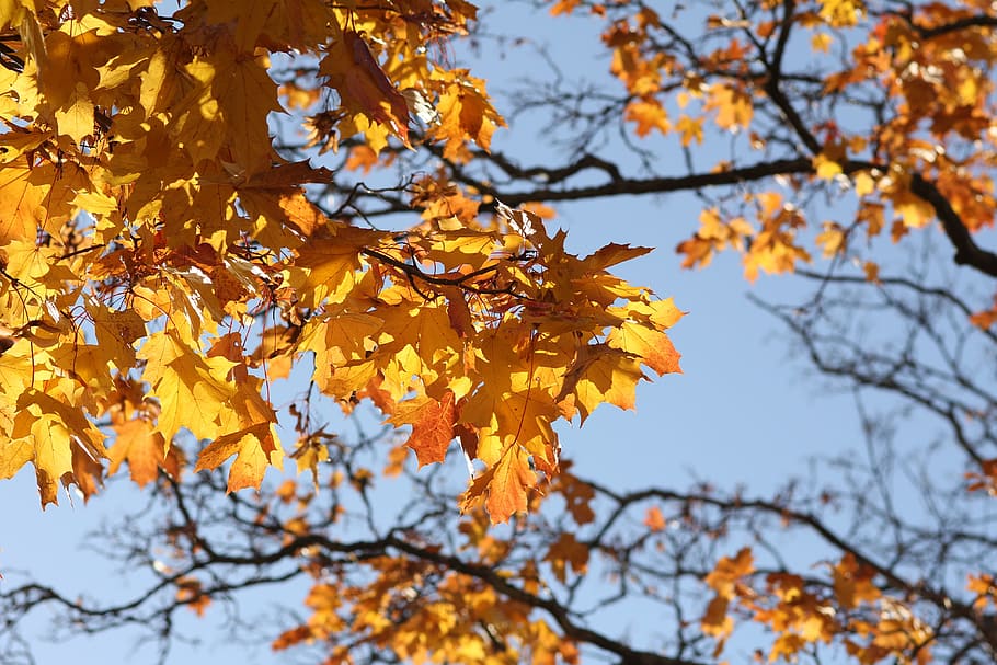 tree, autumn, sky, yellow, orange, forest, season, november HD wallpaper