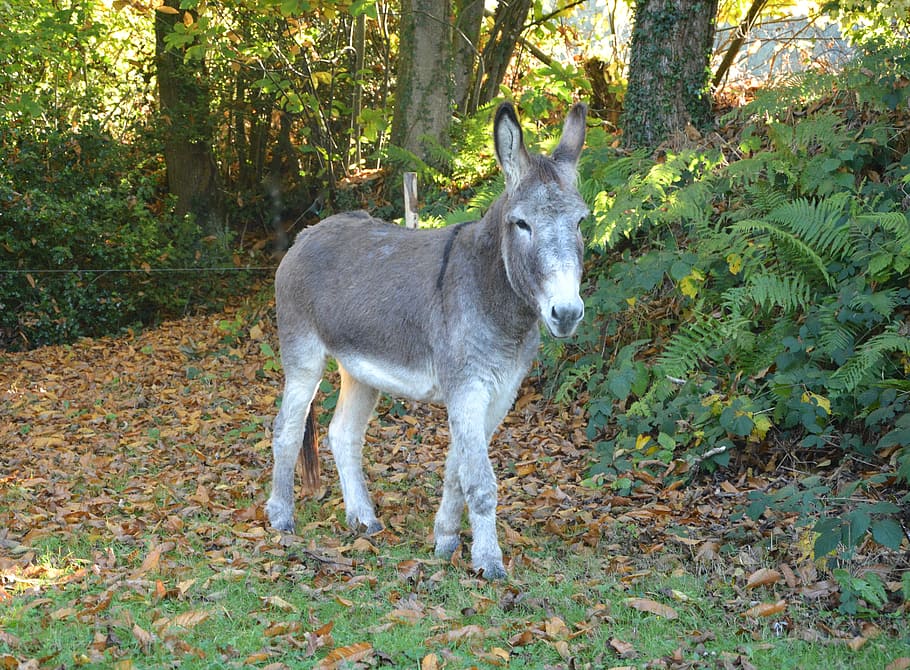donkey, donkeys of contentin, grey, nature, curious, ride, hiking, HD wallpaper