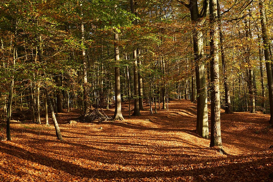 landscape photography of forest, Deciduous Forest, Trees, Autumn HD wallpaper