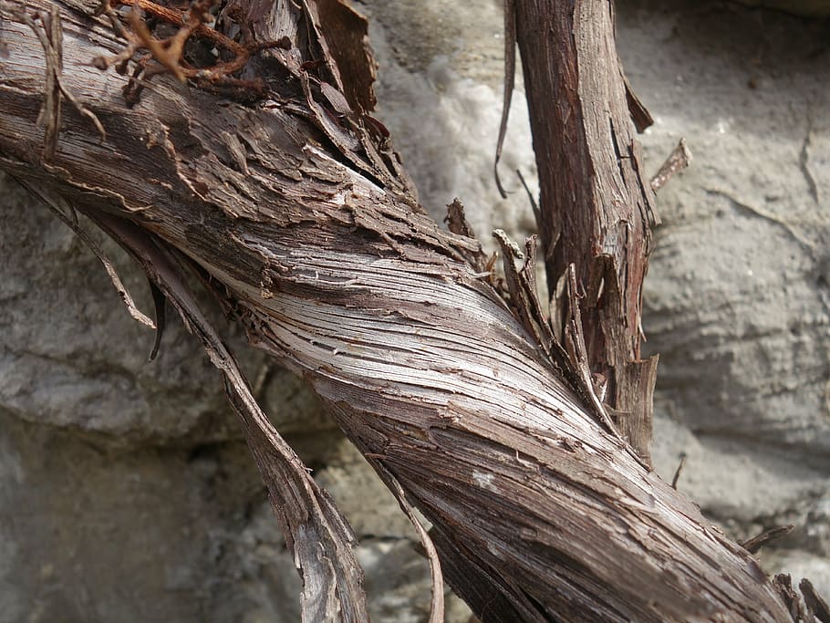 grapevine, rotated, dry, arid, dehydrated, wound, tree, focus on foreground HD wallpaper