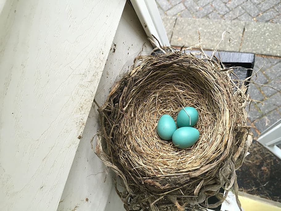 nest, spring, bird, springtime, rustic, egg, animal nest, high angle view HD wallpaper