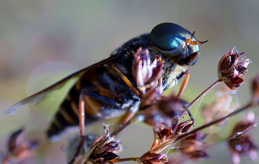insect, wasp, sting, close, animal themes, invertebrate, animal wildlife HD wallpaper
