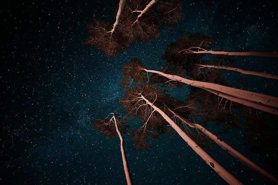 low angle photo of trees, brown trees in worms view photography HD wallpaper