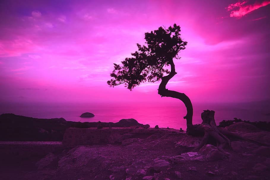 silhouette of tree on rock formation, sunset, dusk, evening HD wallpaper