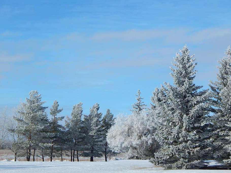 trees, forest, woods, fir, snow, winter, cold, december, january HD wallpaper