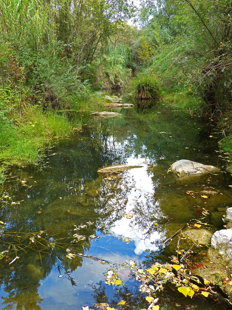 river, reflection, water, forest, character, summer, fall, autumn HD wallpaper