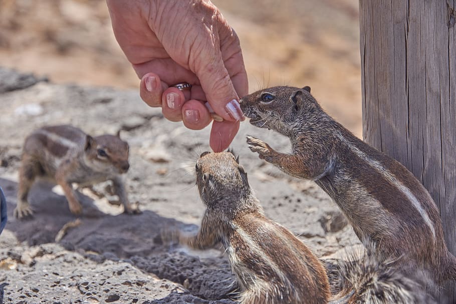 chipmunk, feed, eat, hand, nuts, nager, fur, cute, croissant HD wallpaper