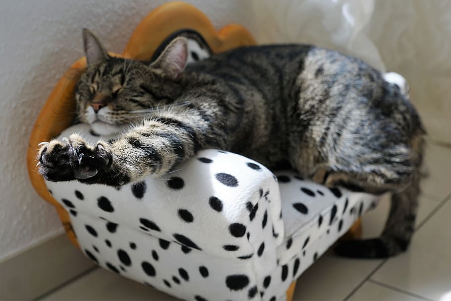 brown Tabby cat sleeping on white and black polka-dot sofa chair HD wallpaper