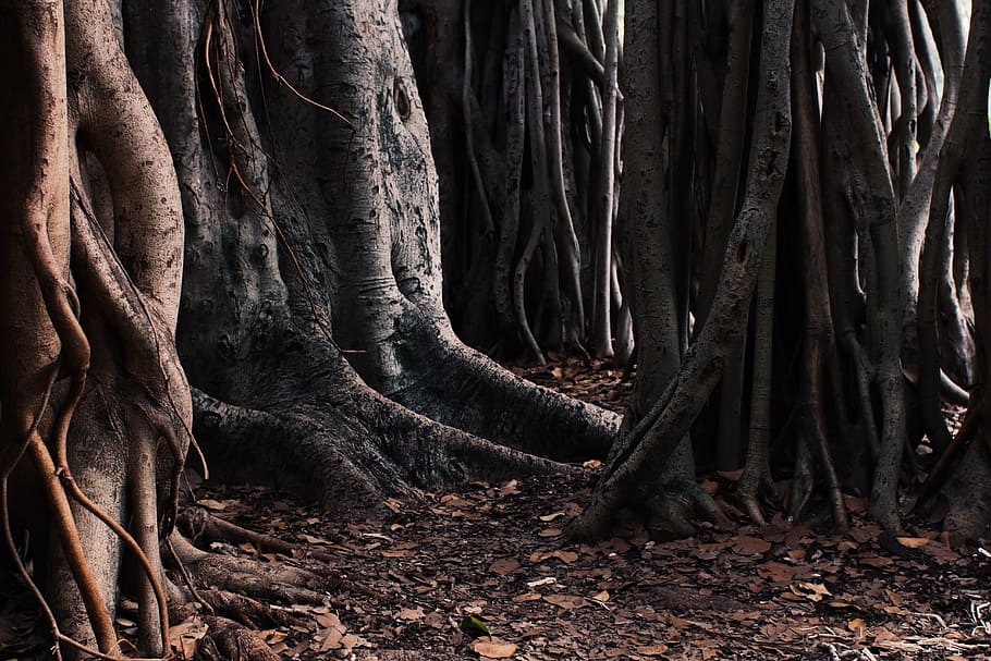 Tree trunks and fallen leaves on the forest floor, photography of forest during daytime HD wallpaper