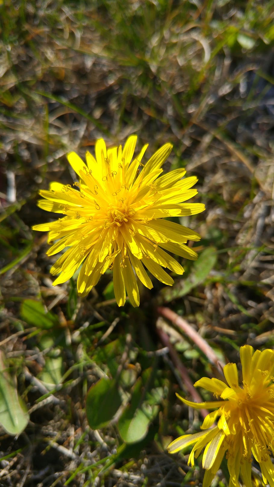 dandelion, yellow, flower, spring, flowering plant, vulnerability HD wallpaper
