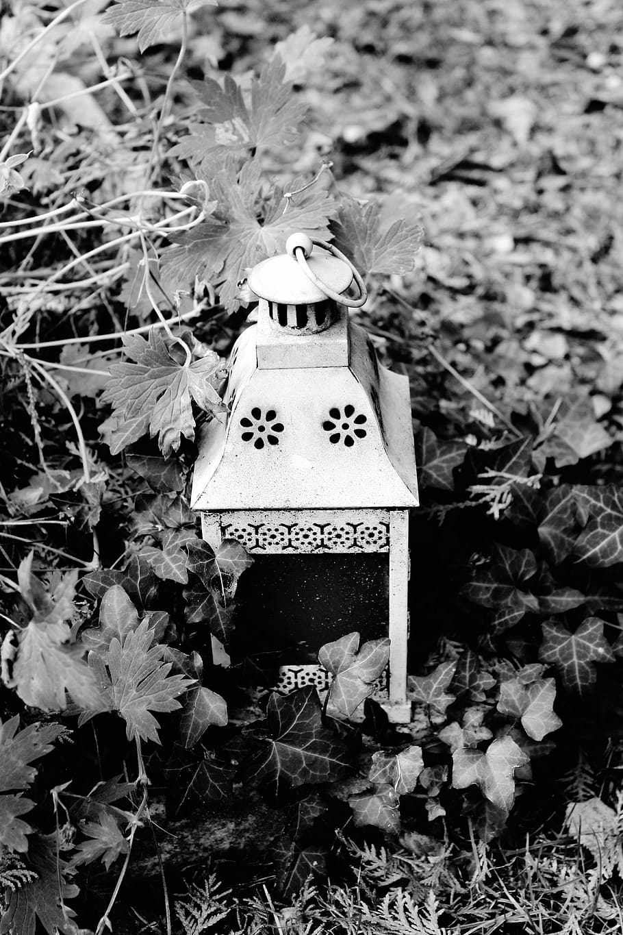 Lantern, Garden, Ivy, Lighting, Nature, gartendeko, bulbs, garden decoration HD wallpaper