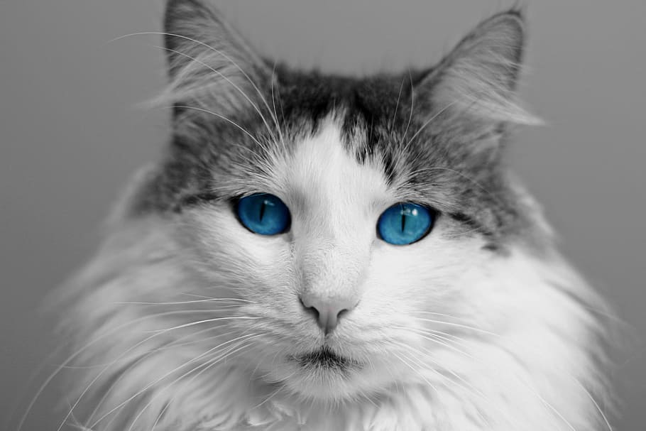 white and gray blue-eyed cat, tabby cat, closeup, photo, animal