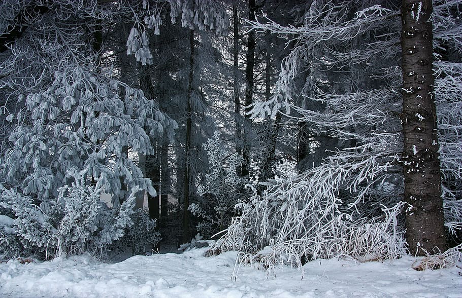 landscape photography of snow-covered trees, forest, winter HD wallpaper