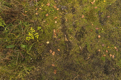 texture, ground, forest, leaves, moss, green, away, background HD wallpaper