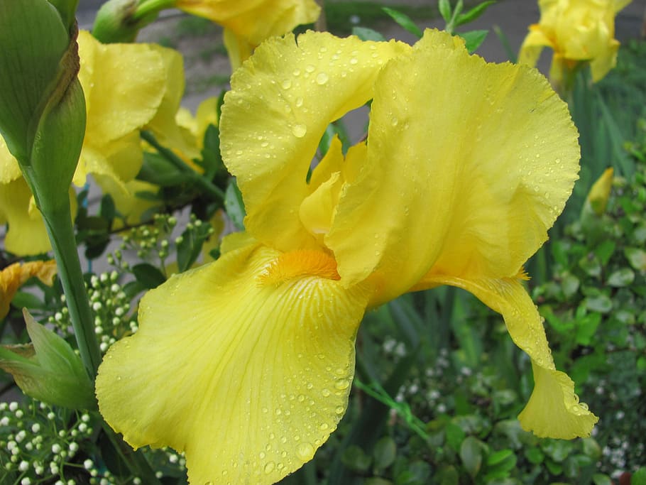 Fleur-De-Lis, Spring, Yellow, flower, fragility, close-up, petal HD wallpaper