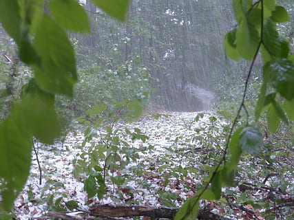 green leaves during rain, Hail, Storm, Thunderstorm, Forest HD wallpaper