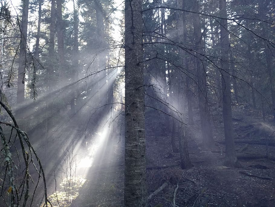 Forest, Trees, Sunlight, Smoke, Nature, green, environment