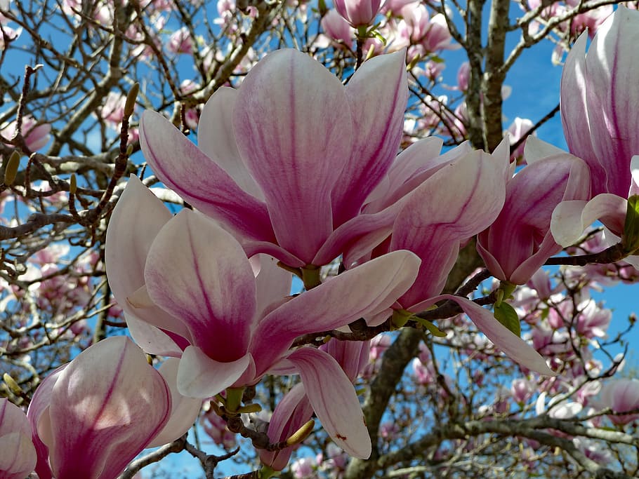 spring, flower, purple, flowering plant, beauty in nature, freshness HD wallpaper