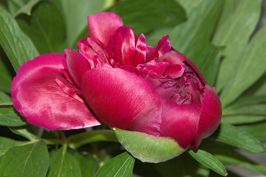 peony, blossom, bloom, red, spring, flower garden, pentecost HD wallpaper