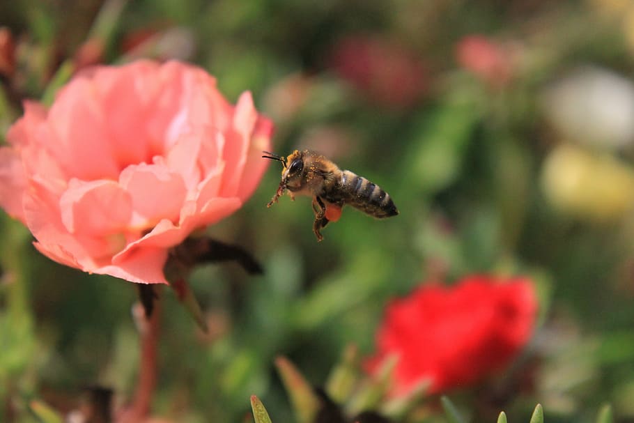 bee, flight, flowers, honey, insects, summer, flowering plant HD wallpaper