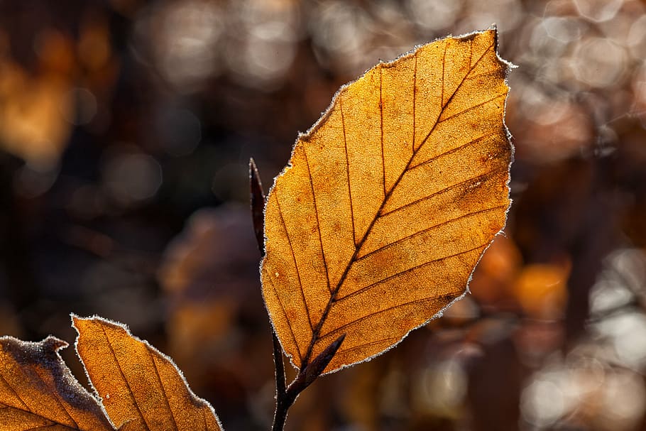selective focus photography of brown leaf, leaves, fall foliage HD wallpaper