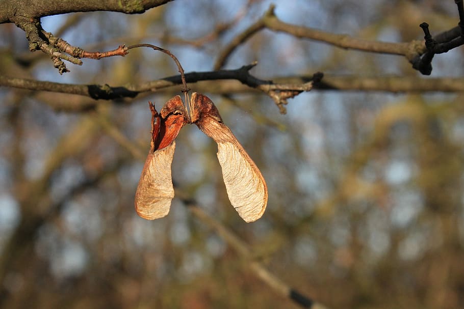 Acer, Maple, Seeds, pseudoplatanus, sycamore, autumn, plants HD wallpaper