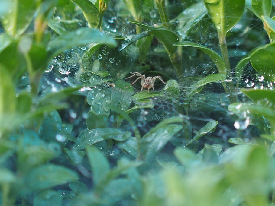spider, cobweb, nature, close, insect, network, animal, morgentau HD wallpaper