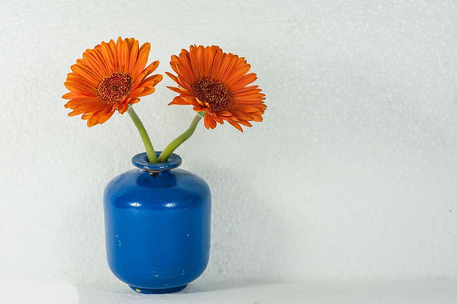two orange petal flower on blue vase near white wall, flowers HD wallpaper