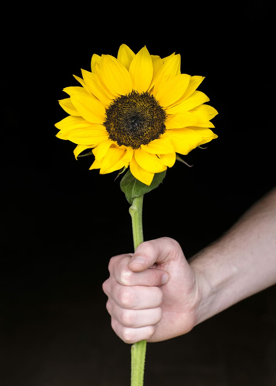 person holding yellow sunflower, person holding sunflower, stem HD wallpaper
