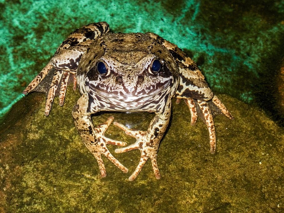 the frog, water, pond, animal, animal themes, animal wildlife HD wallpaper