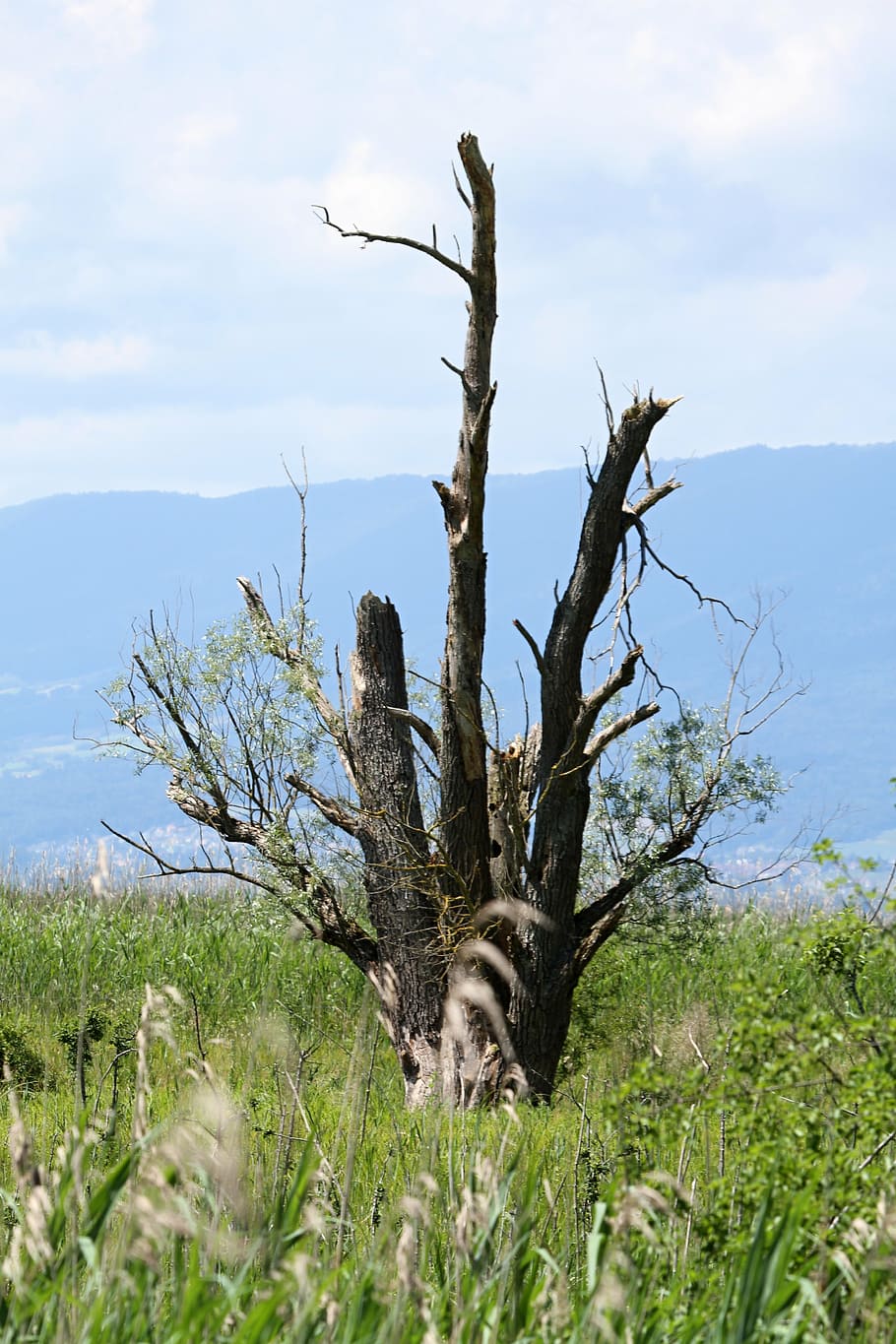 tree, nature, scrawny tree, log, sky, aesthetic, wood, lonely HD wallpaper