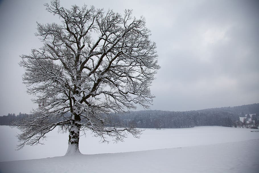 tree, snow, winter, land, landscape, wintry, cold, snow landscape HD wallpaper