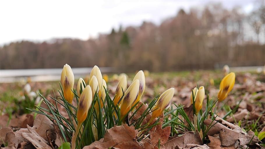 spring, lake, nature, crocus, landscape, forest, water, plant HD wallpaper